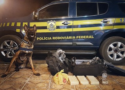 Cão farejador da PRF encontra cocaína, pasta base e maconha em ônibus